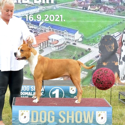 Domaljevac - CACIB Dog Show