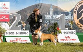 Miskolc 2xCACIB 1xCAC 2023.04.29-30.