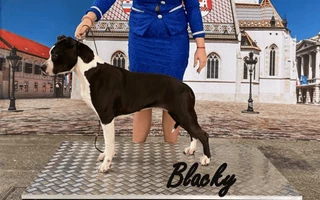 Blacky Zágrábban is ügyes volt