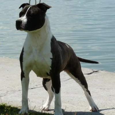 White-amStaff Heritage of Rc Body Bull - Courty
