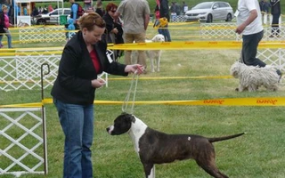 Courty - White-amStaff Heritage of Rc Body Bull