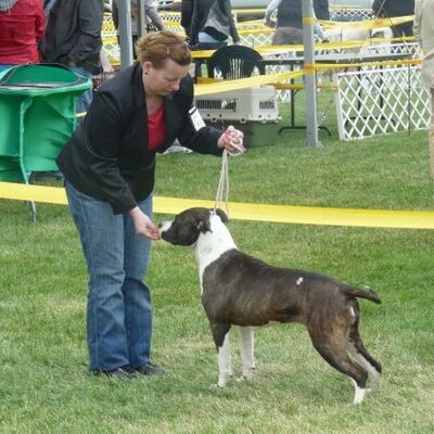 White-amStaff Heritage of Rc Body Bull - Courty