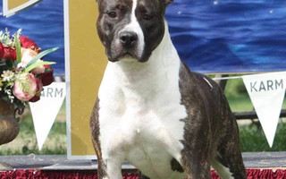Courty - White-amStaff Heritage of Rc Body Bull