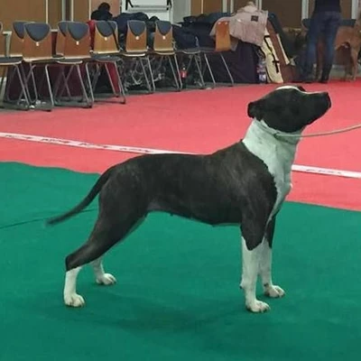 White-amStaff Heritage of Rc Body Bull - Courty